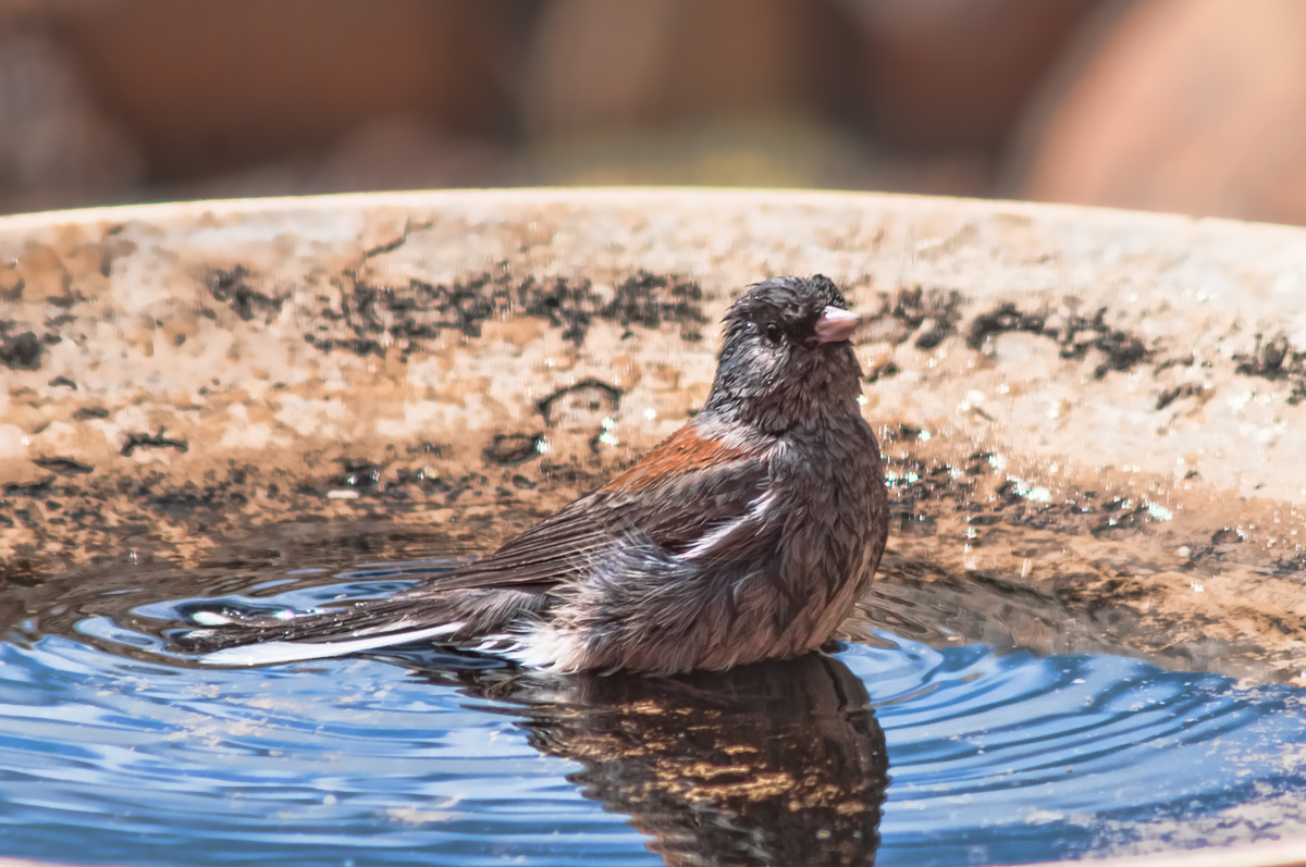 Wet Bird