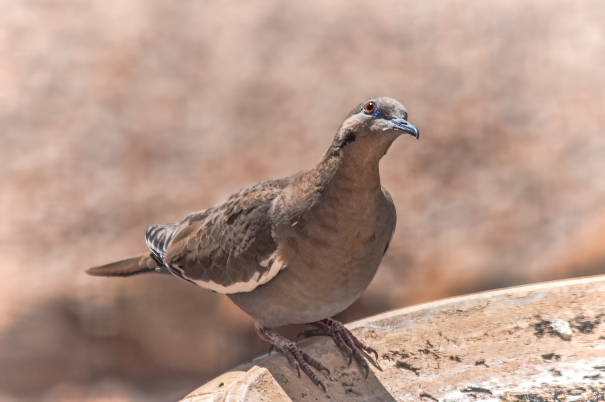 White-winged Dove II