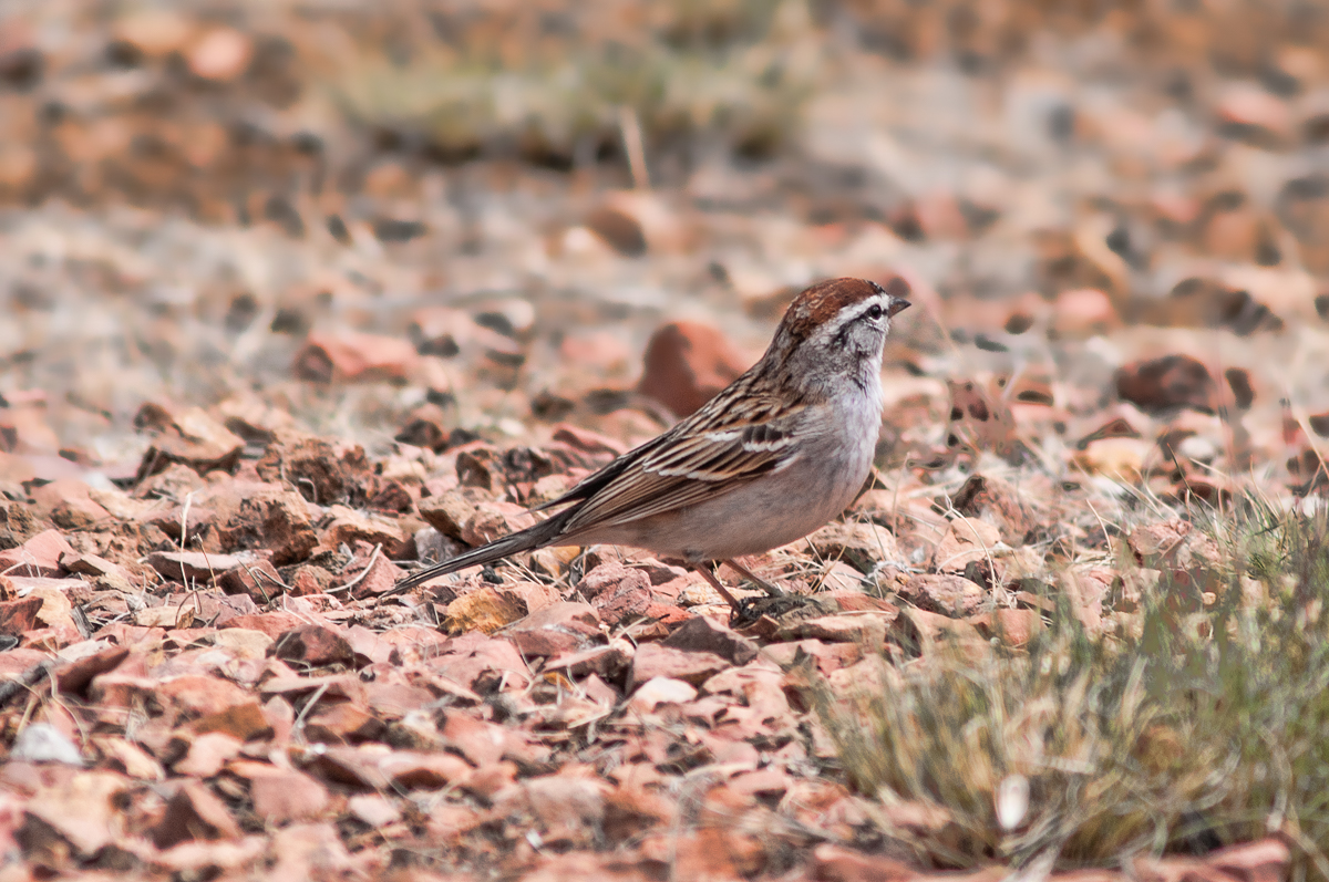 Sparrow
