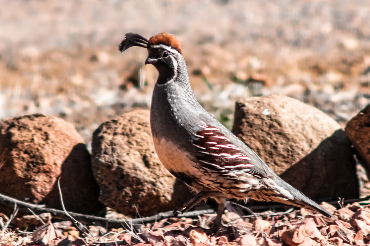 Gambel's Quail
