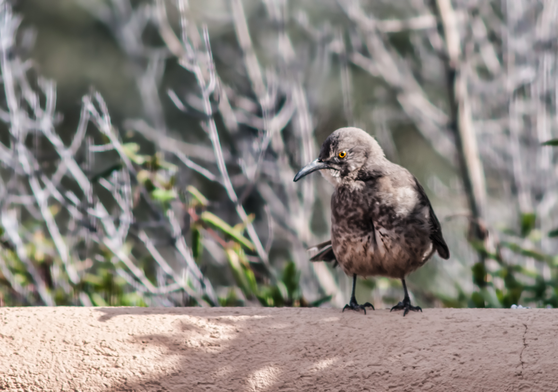 Curve-Billed Thrasher