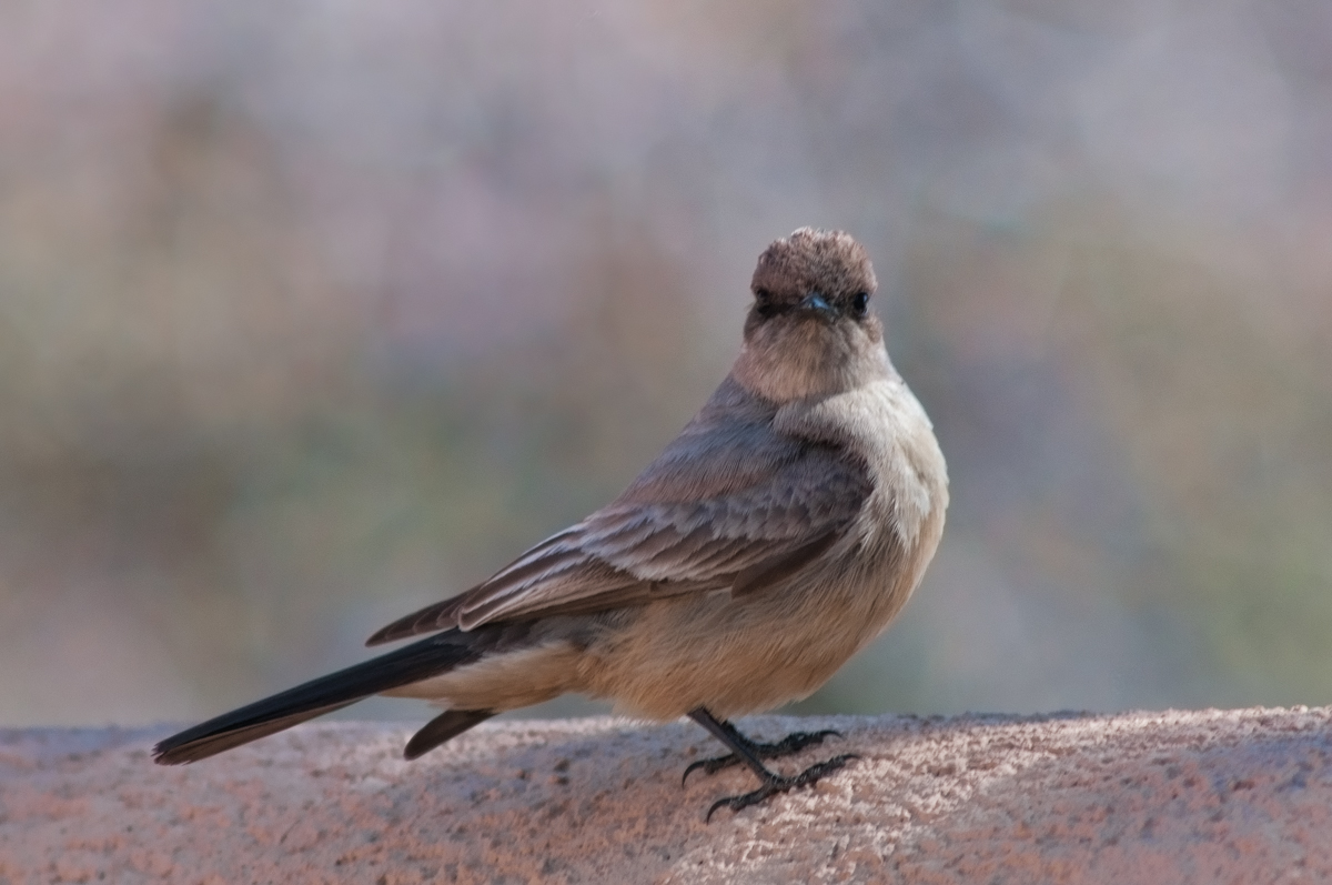 Say's Phoebe-Side Shot