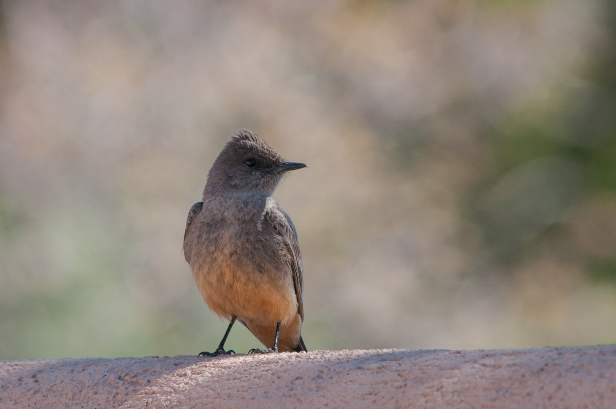 Say's Phoebe-Head Shot