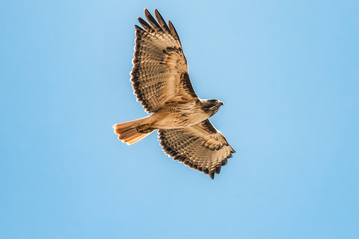 Red-Tailed Hawk