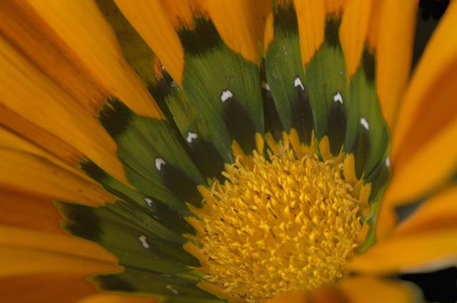 African Daisy