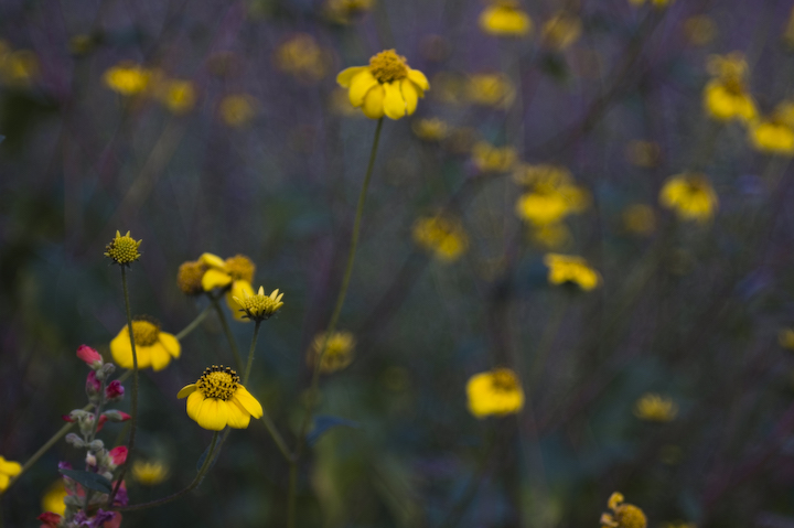 Yellow Flower Bokeh
