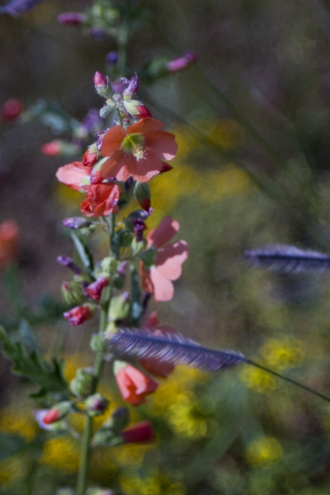 New Mexico Flowers
