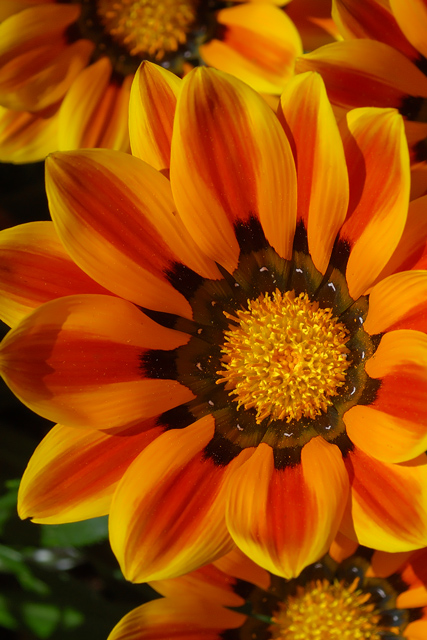 African Daisy-Non-Macro