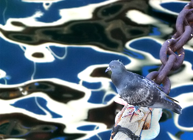 Pidgeon-on-a-Rope
