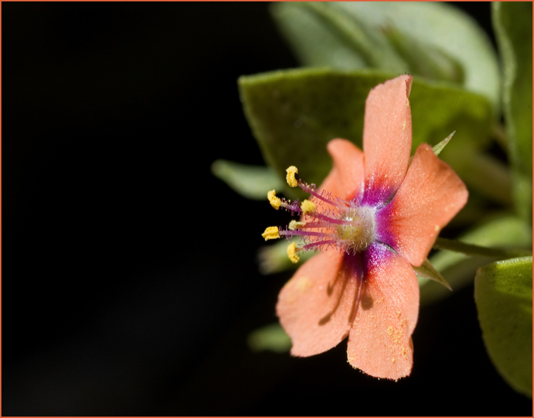 Tiny Orange Flower