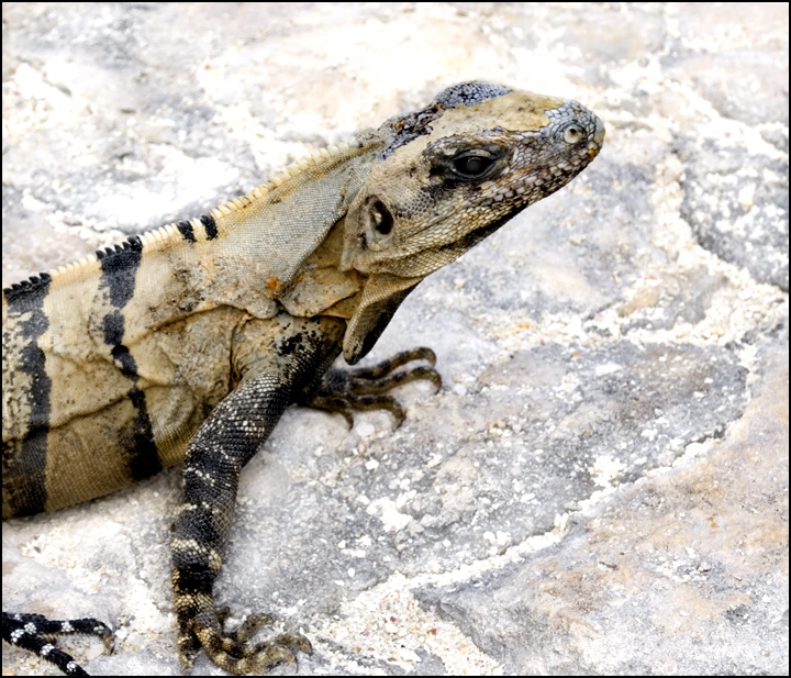 Lizard