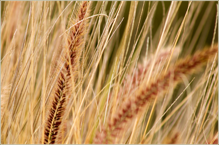 Tall Grass-Abstract