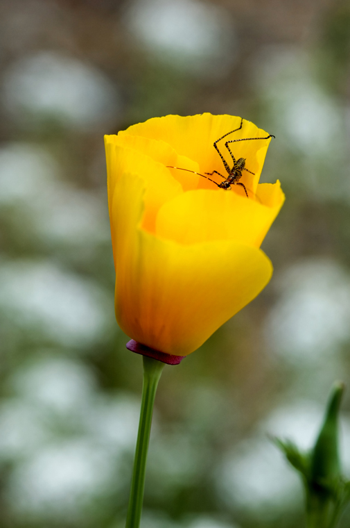 Poppy with Visitor
