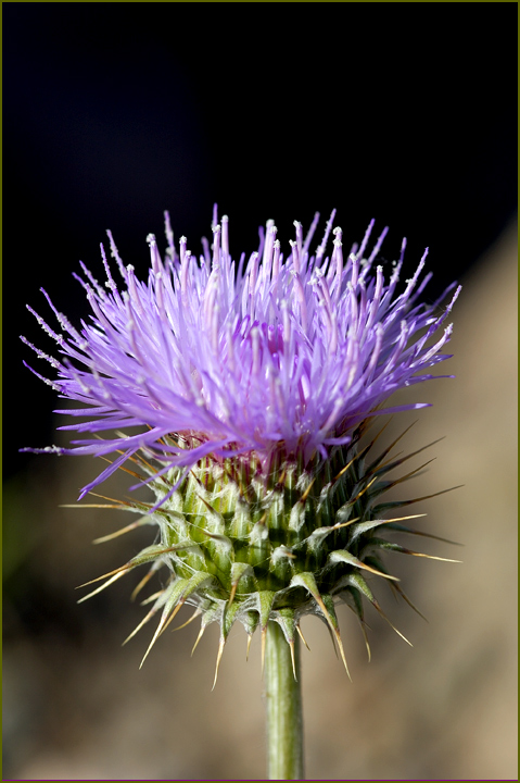 Wild Artichoke
