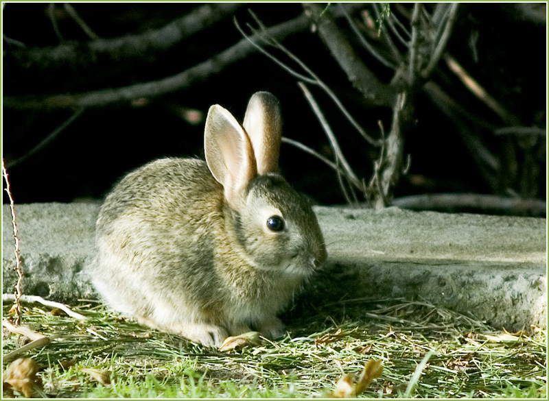 Baby Bunny