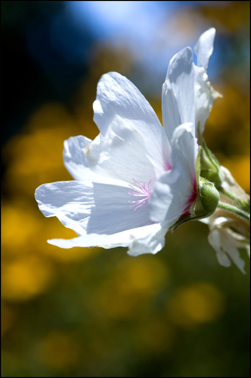 Fair Flower 2