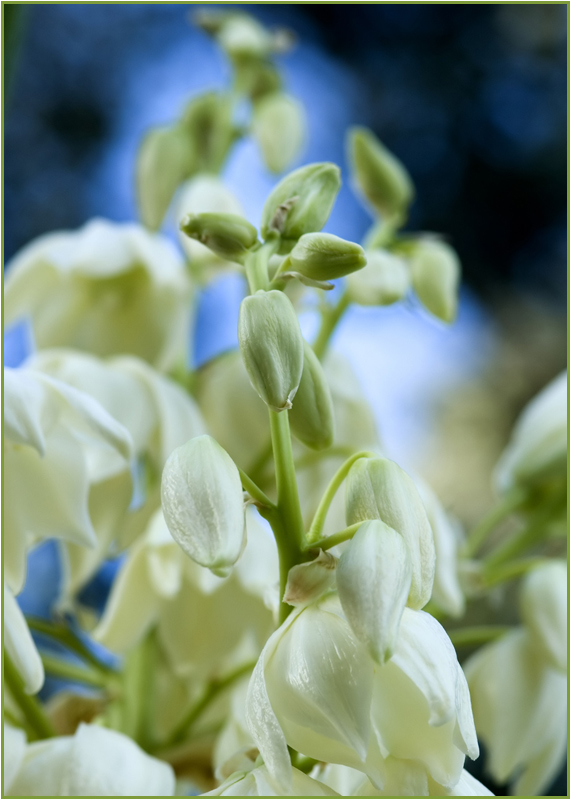 Yucca Flowers