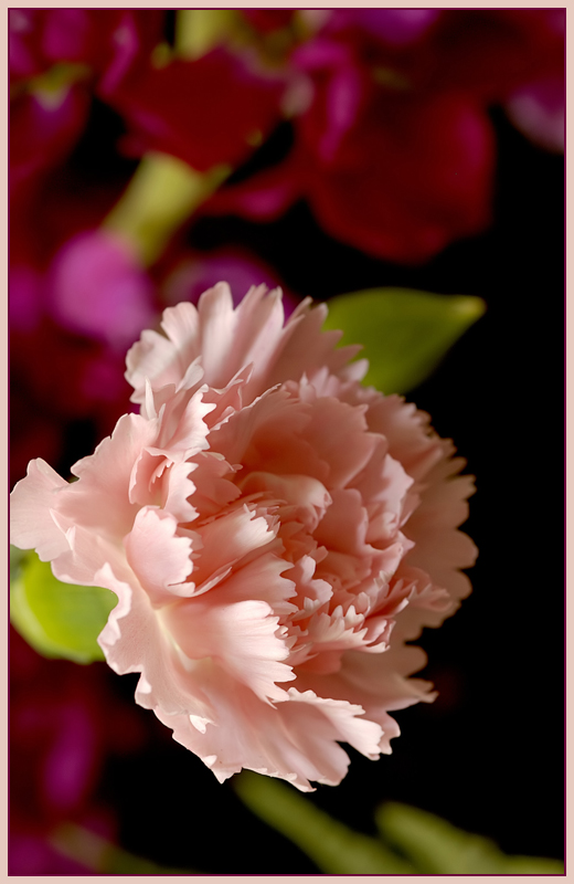 Pink Carnation
