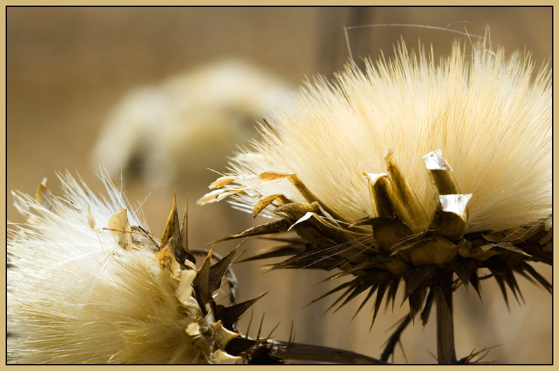 Dried Wild Artichoke?