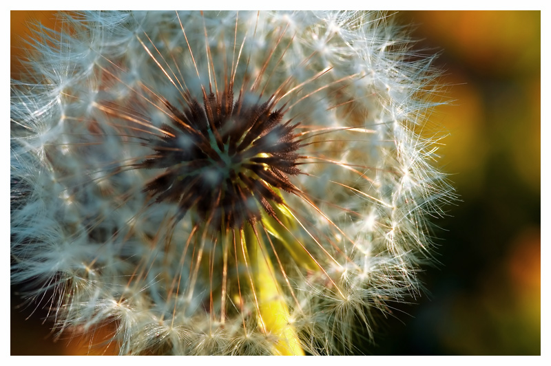 Dandilion