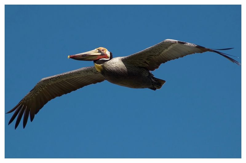 Pelican