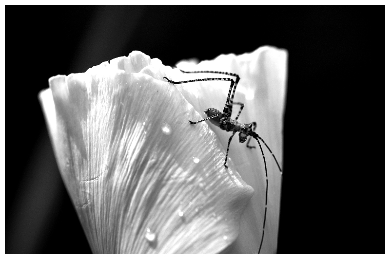 Wk_13_B&W_Critter On Poppy
