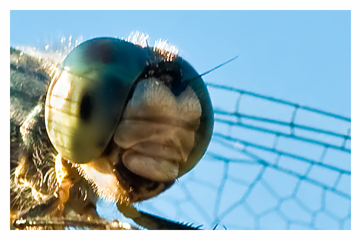 Dragonfly-Human Face
