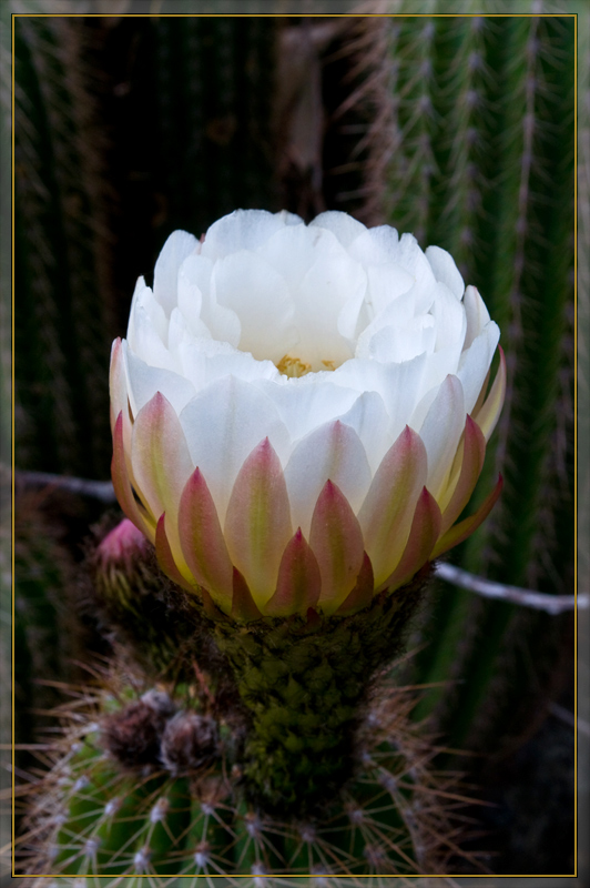 June Cactus Flower