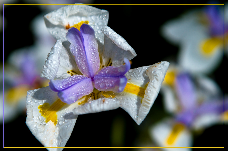 African Iris