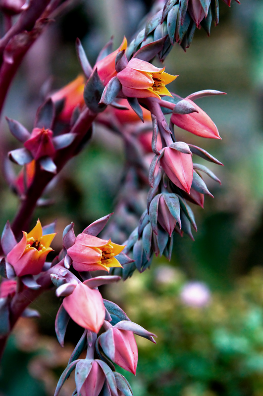 June-Echeveria Afterglow