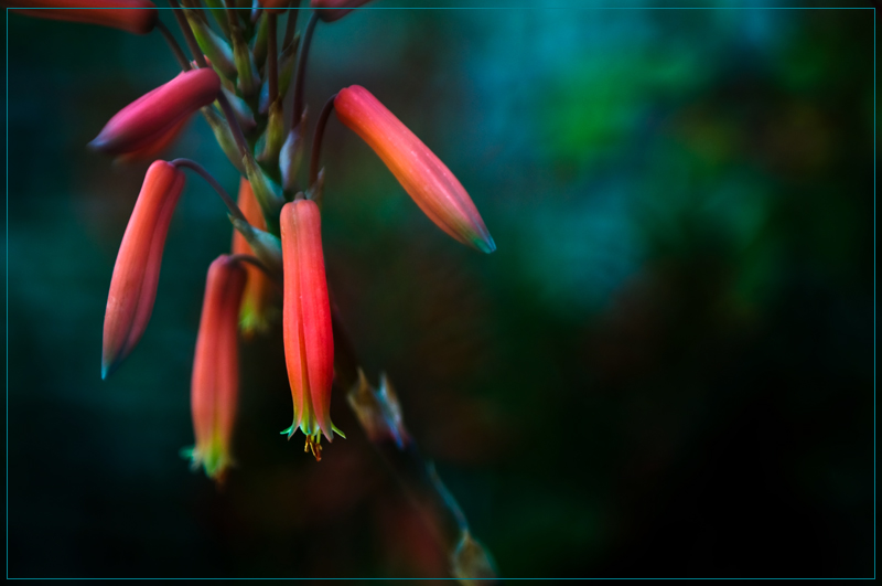 June-AloeVera