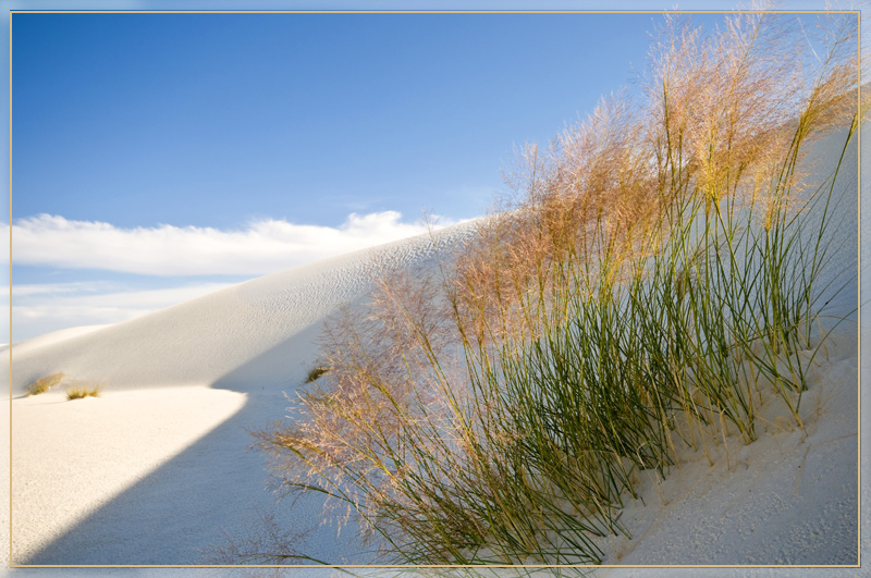 Grass in the Dunes