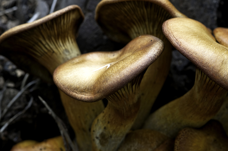 Mushrooms_2011_wk 1