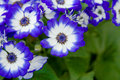 Blue Flowers