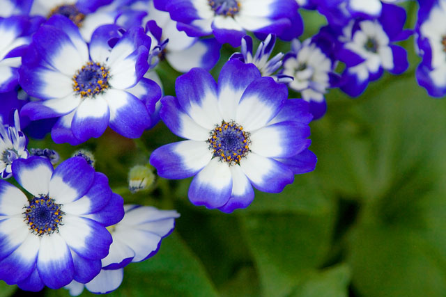 Blue Flowers