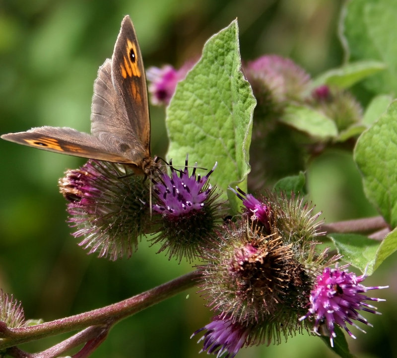 Butterfly