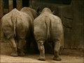 Rhino butts