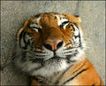 Lazy Tiger 2