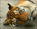 Lazy Tiger