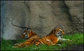 Tigers Relaxing