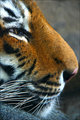 Tiger Profile