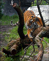 Tiger Relaxing