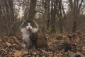 Fall Feline Original