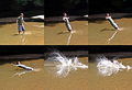 metatate sequence