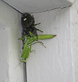 IMG_5810-a.jpg