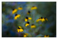 token flower shot