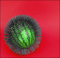 Prickly Watermelon