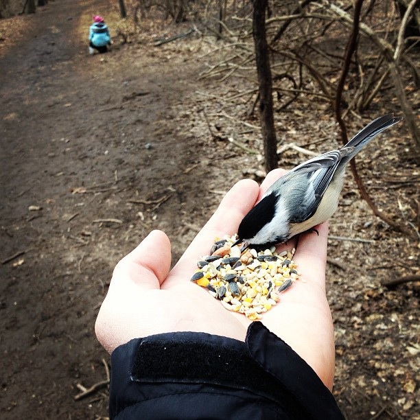 Chickadee