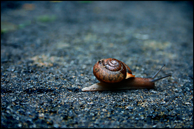 Snail 4