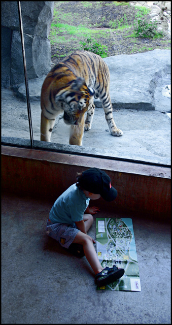 Where should we go next Mr. Tiger?